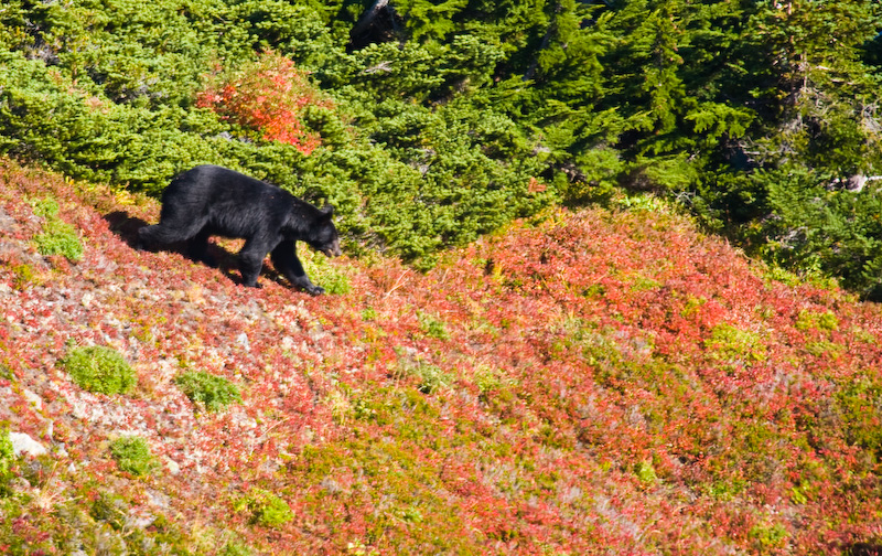 Black Bear In Alpine Meadow